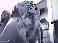 Office girl getting smashed by aggressive horny dog xxx